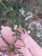 Boronia floribunda