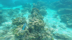 Chlorurus strongylocephalus