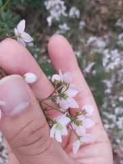 Boronia floribunda