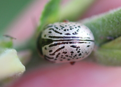 Calligrapha multipunctata