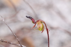 Caleana nigrita
