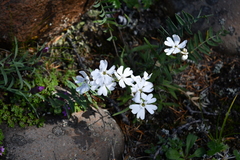 Silene samojedorum