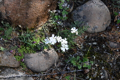 Silene samojedorum