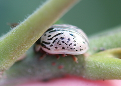 Calligrapha multipunctata