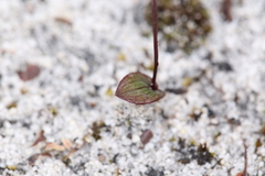 Caleana nigrita