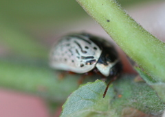 Calligrapha multipunctata
