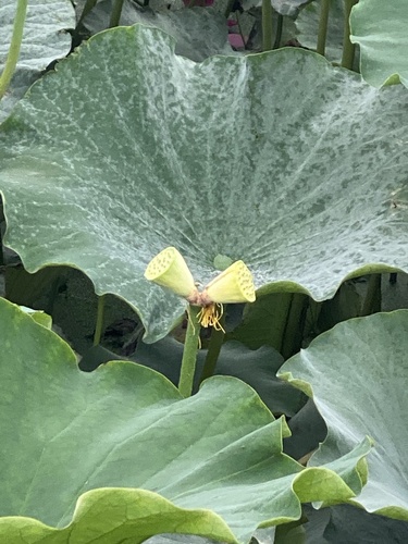 Sacred Lotus