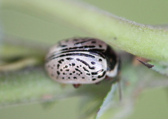 Calligrapha multipunctata