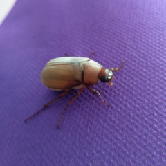 Phyllophaga