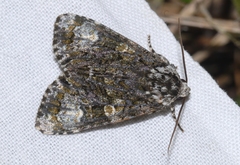 Craniophora ligustri
