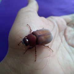 Phyllophaga