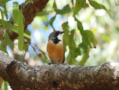 Pachycephala rufiventris