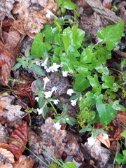 Galeopsis segetum