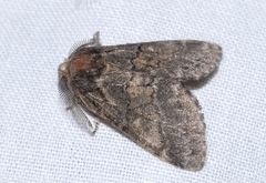 Gluphisia crenata