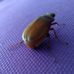 Phyllophaga