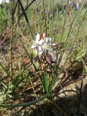 Chlorophytum graminifolium