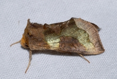 Diachrysia chrysitis