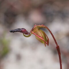 Caleana nigrita