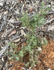 Vittadinia dissecta hirta