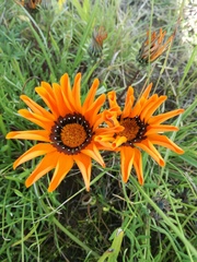 Gazania pectinata