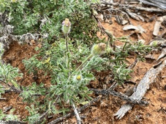 Vittadinia dissecta hirta