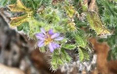 Vittadinia dissecta hirta