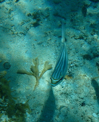 Scolopsis trilineata