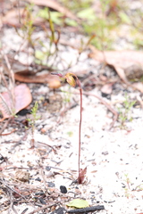 Caleana nigrita