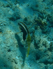 Parupeneus barberinoides