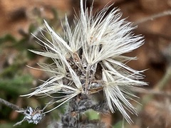 Vittadinia dissecta hirta