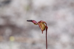 Caleana nigrita