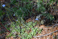 Eritrichium sericeum