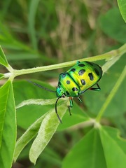 Chrysocoris purpureus