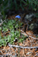 Eritrichium sericeum