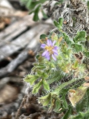 Vittadinia dissecta hirta