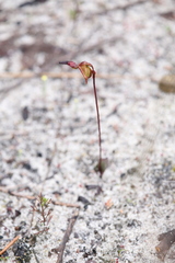 Caleana nigrita