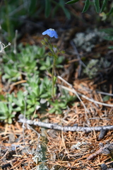 Eritrichium sericeum