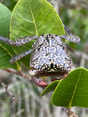 Aratus pisonii