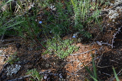 Eritrichium sericeum