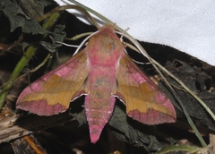 Deilephila porcellus