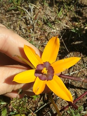 Pauridia canaliculata