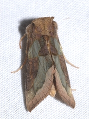 Diachrysia chrysitis