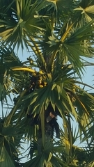 Borassus flabellifer