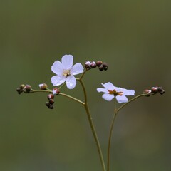 Drosera gigantea