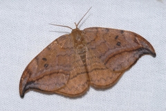 Drepana curvatula