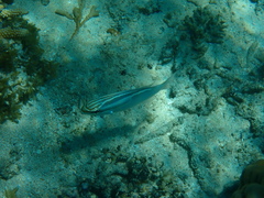 Scolopsis trilineata