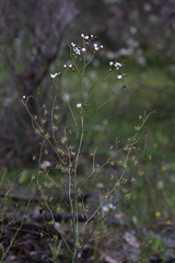 Drosera gigantea