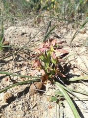 Wachendorfia multiflora