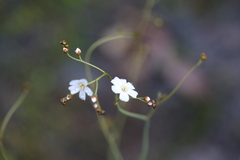 Drosera gigantea