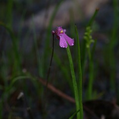 Utricularia multifida